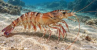 Puzzle Shrimps