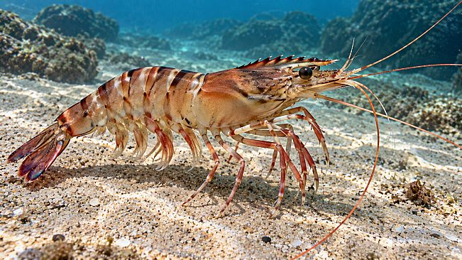 Puzzle Shrimps