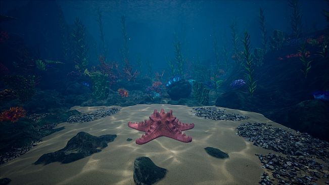 Starfish Simulator