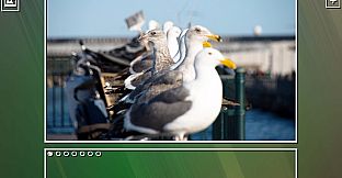 Super Jigsaw Puzzle: Generations - Birds Puzzles