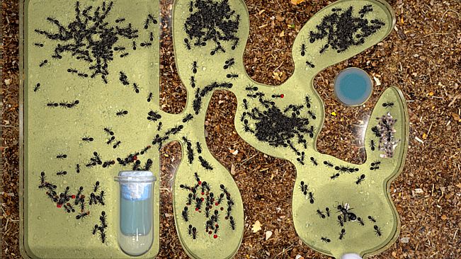 Ant Farm Simulator