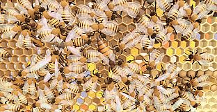 Queenright: A Beekeeping Simulator