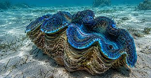 Puzzle Mollusks