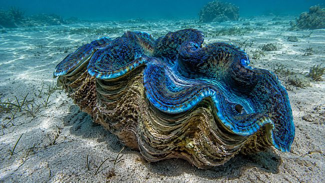 Puzzle Mollusks