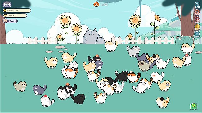 猫语拾光 Cat And Life