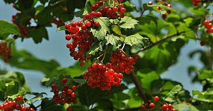 Master of Pieces DLC - Ukraine