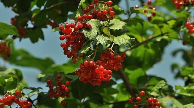 Master of Pieces DLC - Ukraine