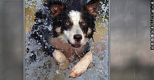 Jigsaw Puzzle Pack - Pixel Puzzles Ultimate: Dogs