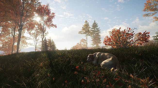 theHunter: Call of the Wild - Labrador Retriever