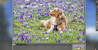 Pixel Puzzles Traditional Jigsaws Pack: Colorful Animals