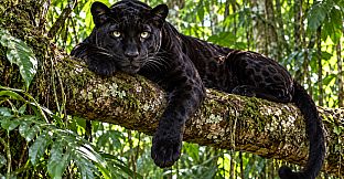 Puzzle Wild Cats