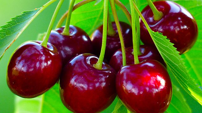 Master of Pieces: Jigsaw Puzzle - Macro Photos DLC