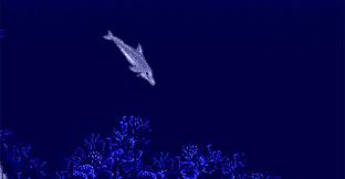 Ecco the Dolphin