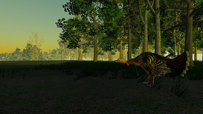 Turkey Hunting - The Season