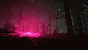 Mycelium: The Silent Contract