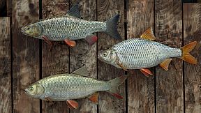 Professional Fishing