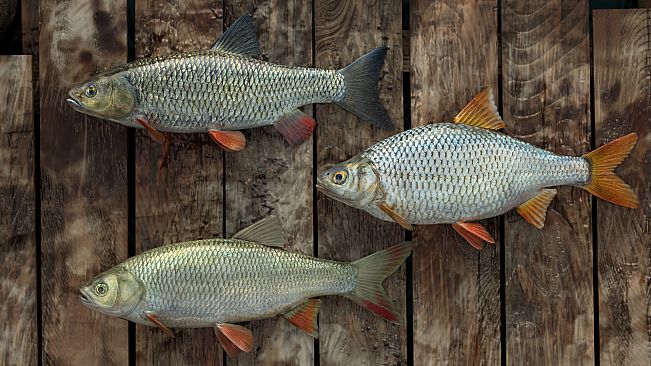 Professional Fishing