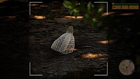 Morels: The Hunt 2