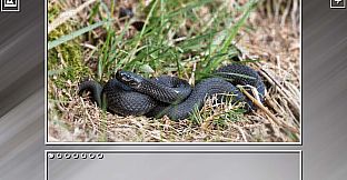 Super Jigsaw Puzzle: Generations - Snakes Puzzles