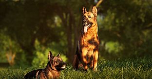 Photography Simulator