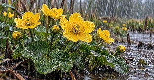 Puzzle Water Flowers