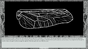 A List Of People Who Went Missing In The Scheleirland National Forest