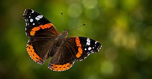 Puzzle Butterflies