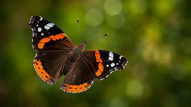 Puzzle Butterflies