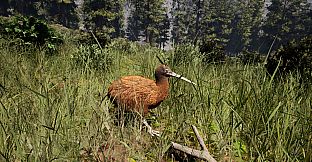 Icarus: Matariki Mission