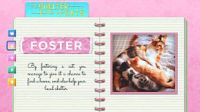 A Shelter Full of Cats