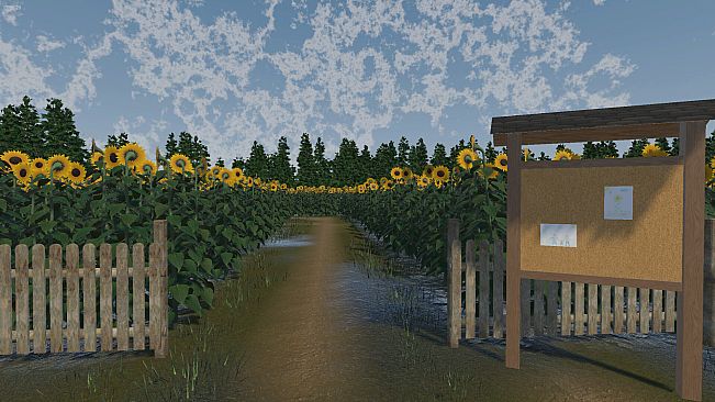 The Path of the Sunflower