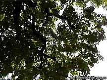 tomorrow is my birthday