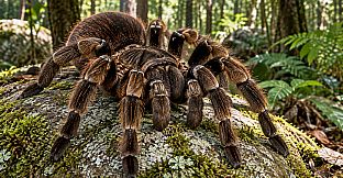 Puzzle Spiders