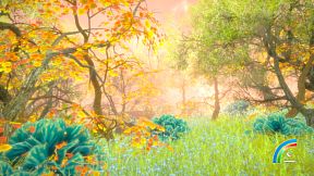 Hidden Treasures in the Forest of Dreams