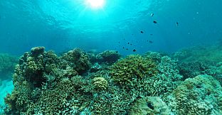 Coral Compass: Fighting Climate Change in Palau
