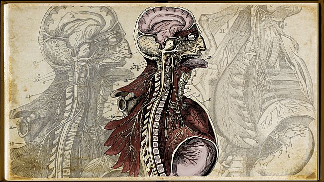 Wound Man - Supporter Pack
