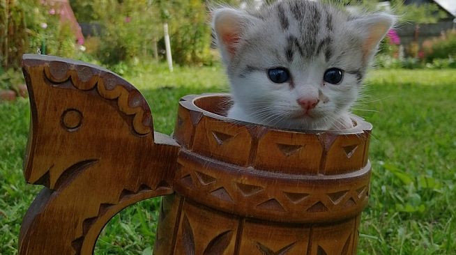 Cute Cats 2 - Digital Artbook + Bonus Videos