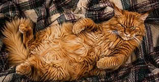Puzzles Evil Cats