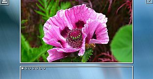 Super Jigsaw Puzzle: Generations - Flowers Puzzles