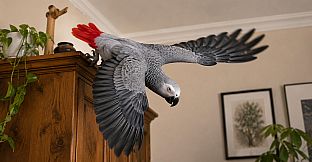 Puzzles Parrots