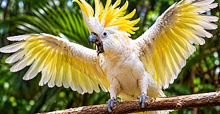 Puzzles Parrots Artbook
