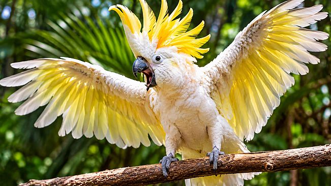 Puzzles Parrots Artbook