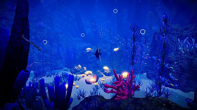 Ocean Fish