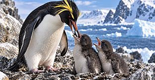 Puzzle Penguins