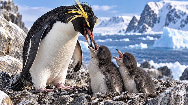 Puzzle Penguins