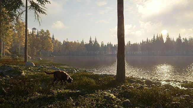 theHunter: Call of the Wild - Labrador Retriever