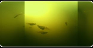 Exhale XR - Underwater Vibes