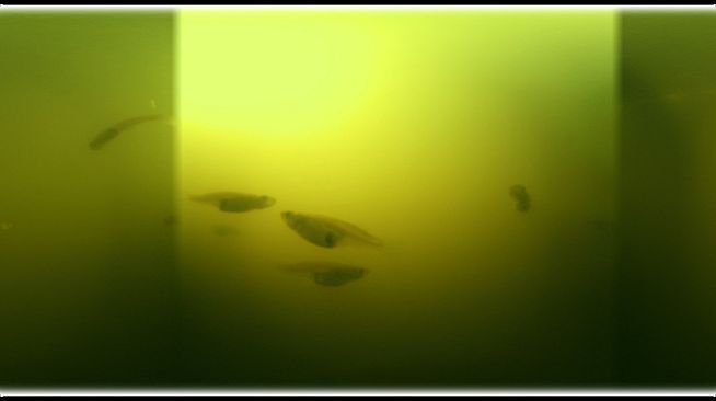 Exhale XR - Underwater Vibes