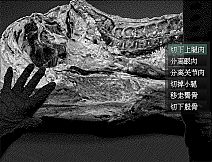 愚人船 NARRENSCHIFF