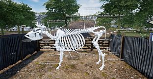 Cattle 101 -  Sample Library